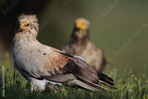 The Egyptian vulture (Neophron percnopterus)