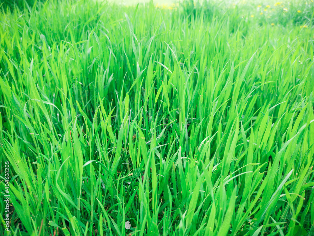 Obraz premium Fresh green grass background in sunny summer day