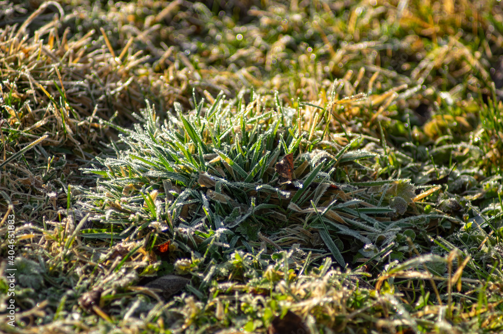 Frost on the grass in the early morning in the mountains