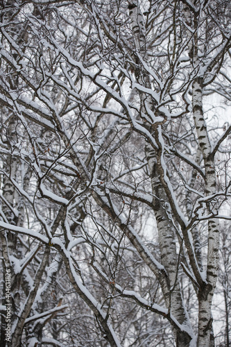 tree branches on a sunny winter day, covered with a thick layer of snow © Елена Челышева