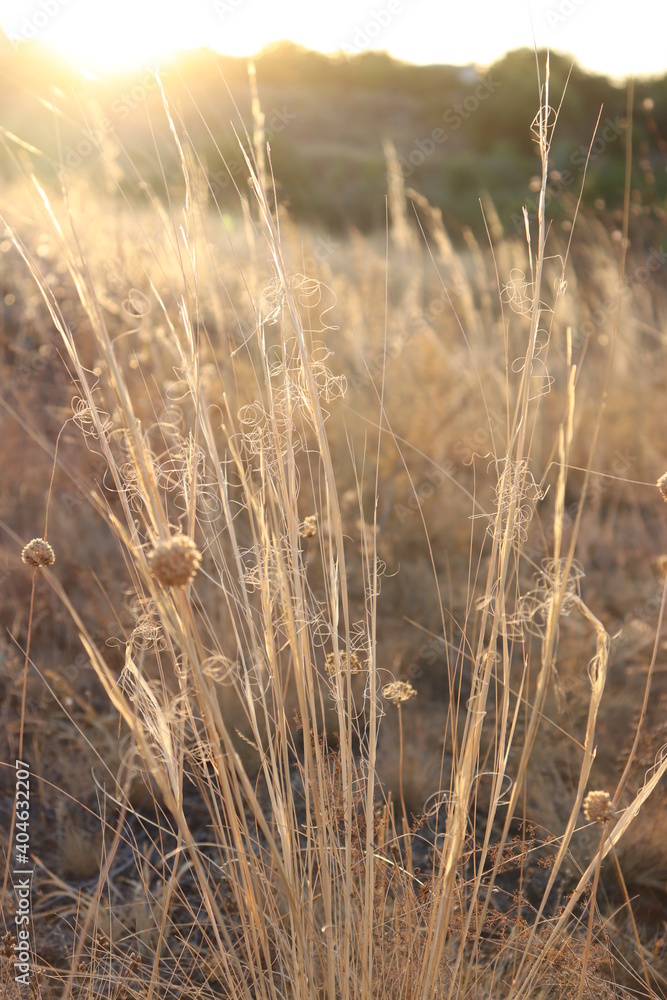 Obraz premium dry autumn flowers on the field in sunset light nature background