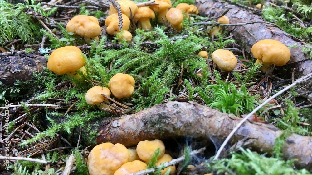 Mushrooms - Pfifferlinge Mushrooms - Pfifferlinge