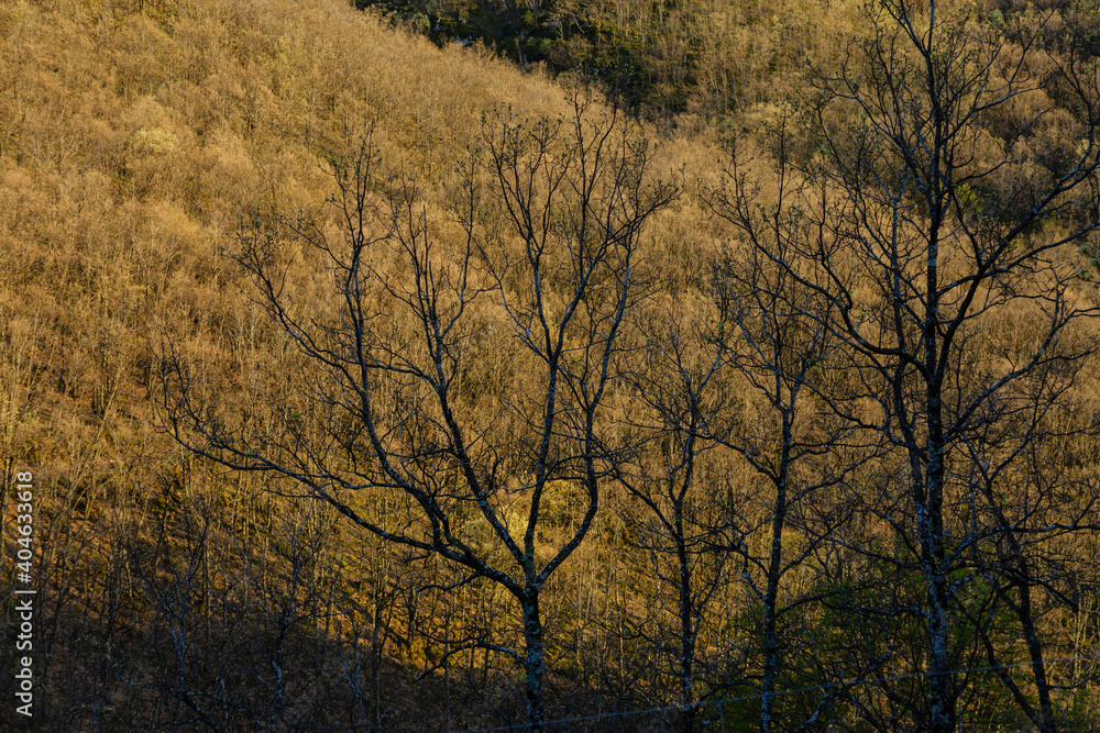 bosque caducifolio, reserva natural Garganta de los Infiernos, sierra de Tormantos, valle del Jerte, Cáceres, Extremadura, Spain, europa