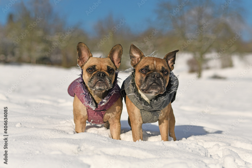 Two French Bulldog dogs wearing warm winter clothes in snow landscape