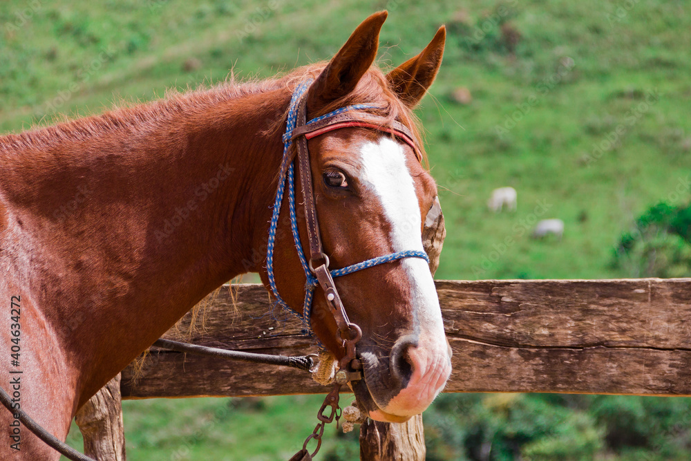 Fototapeta premium portrait of a horse