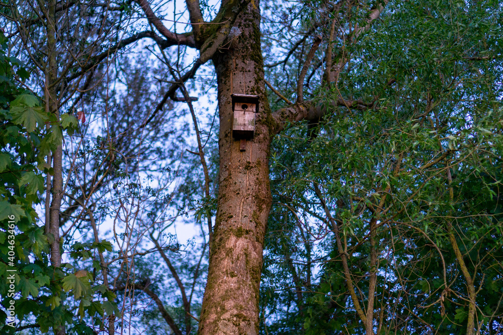 Fototapeta premium Vogelhaus am Laubbaum am Abend. 