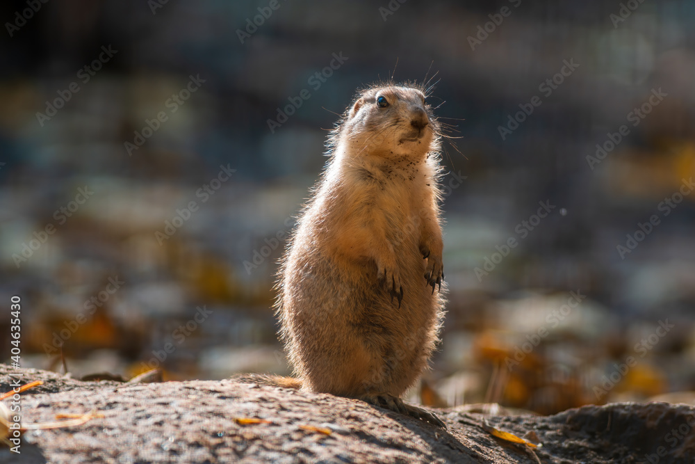 a black tailed prairie dog a black tailed prairie dog