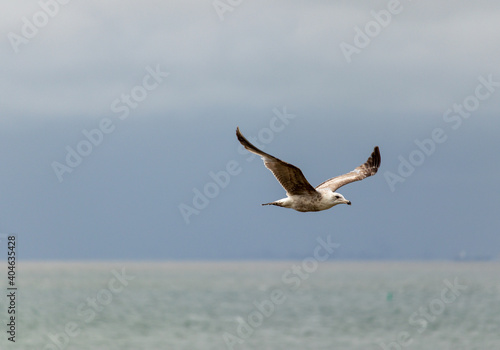 Fliegende Möwe mit Nordsee als bokeh