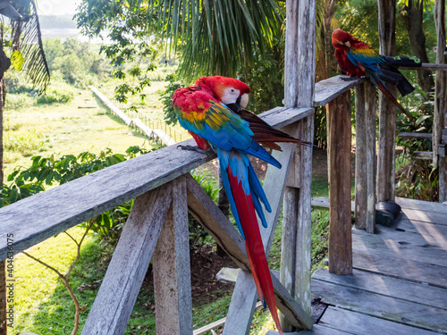 Scarlet Macaws, Amazonia