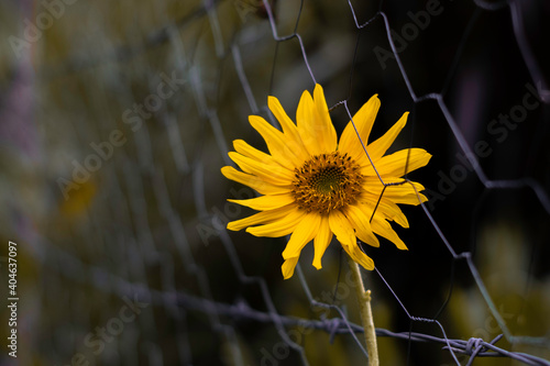 sunflower in the garden, girassol 