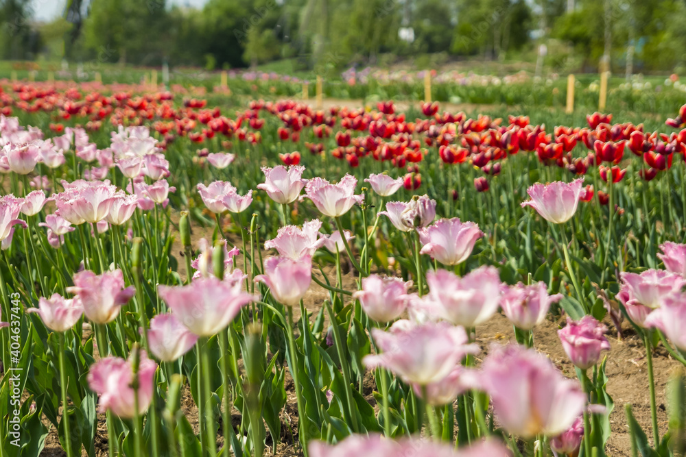 Large field of multi-colored tulip flowers. Beautiful floral background of bright tulips blooming in the garden in the middle of a sunny spring day. Large field of multi-colored tulip flowers. Beautiful floral background of bright tulips blooming in the garden in the middle of a sunny spring day.