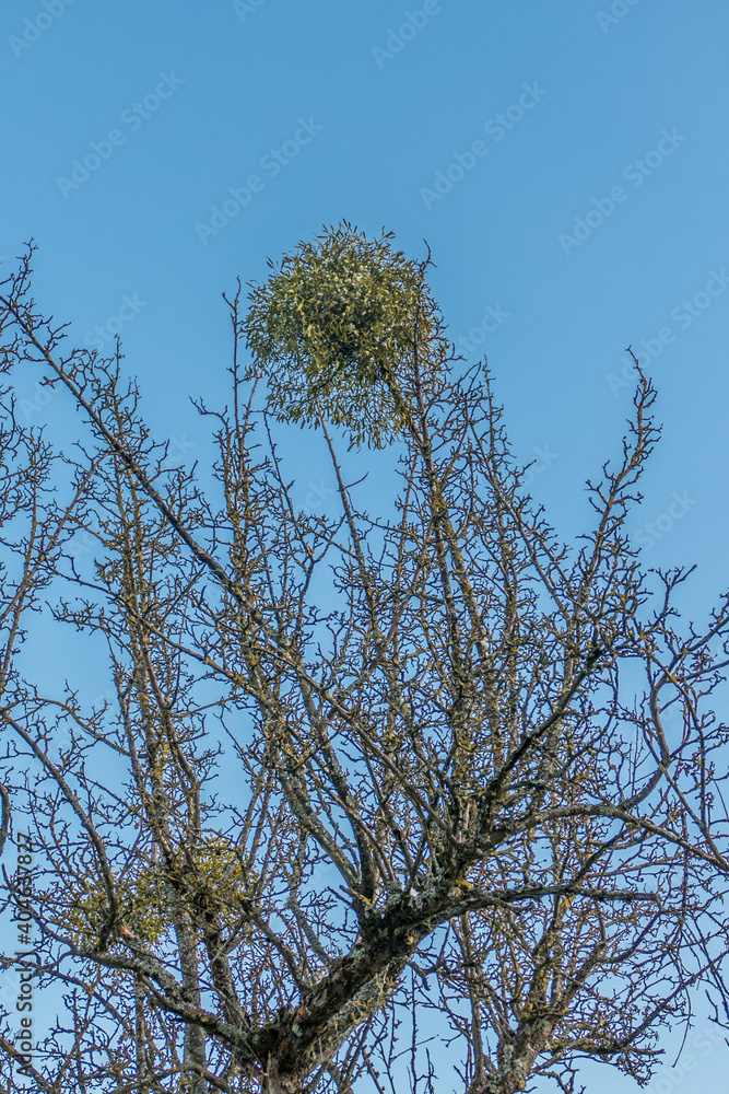 Obraz premium Obstbaum mit Misteln im Winter