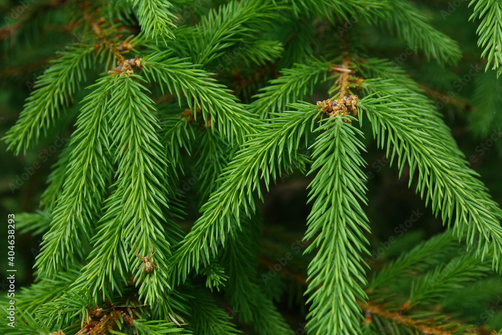 Spruce branches as a background, texture. New Year's backdrop, the source. Spruce branches as a background, texture. New Year's backdrop, the source.