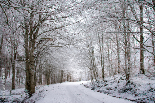 winter landscape in deciduous forest © sebi_2569