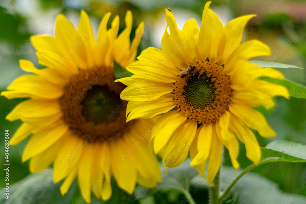 sunflower, girassol sunflower, girassol