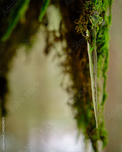 Icicle on a rock with moss in the background