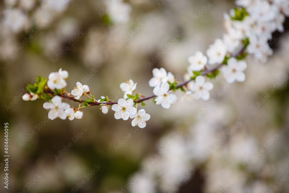Blooming apricot tree. Spring time. Blooming tree of apricot flowers. Spring season at countryside. Old blooming park. Spring in a park. Close up. Sakura blooming Blooming apricot tree. Spring time. Blooming tree of apricot flowers. Spring season at countryside. Old blooming park. Spring in a park. Close up. Sakura blooming