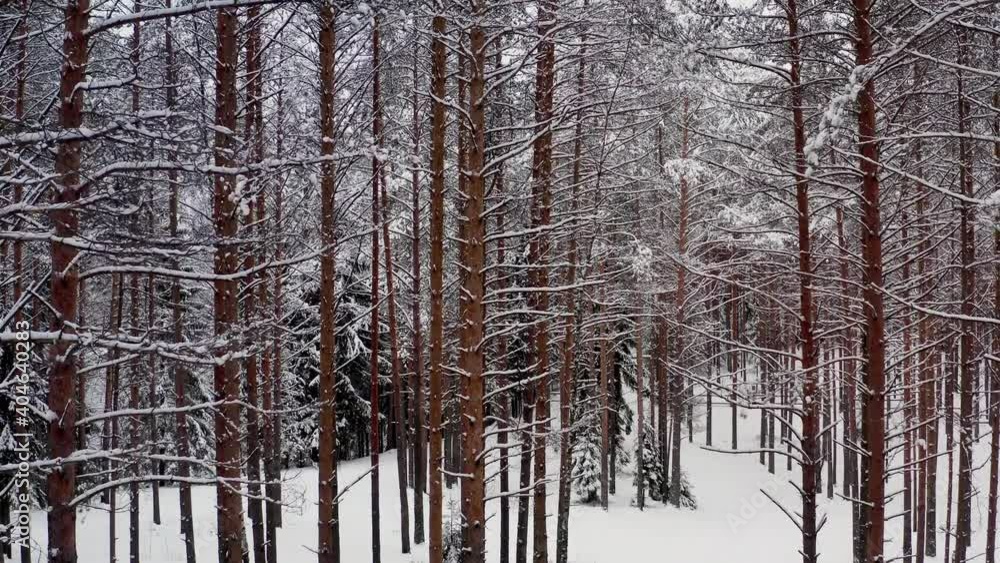 Forest in winter, drone fly over, tilt up shot of pine trees covered with snow. Aerial drone shot of winter forest and road among pine trees in white snow Forest in winter, drone fly over, tilt up shot of pine trees covered with snow. Aerial drone shot of winter forest and road among pine trees in white snow