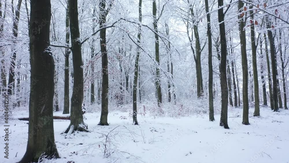 winter forest in the snow winter forest in the snow