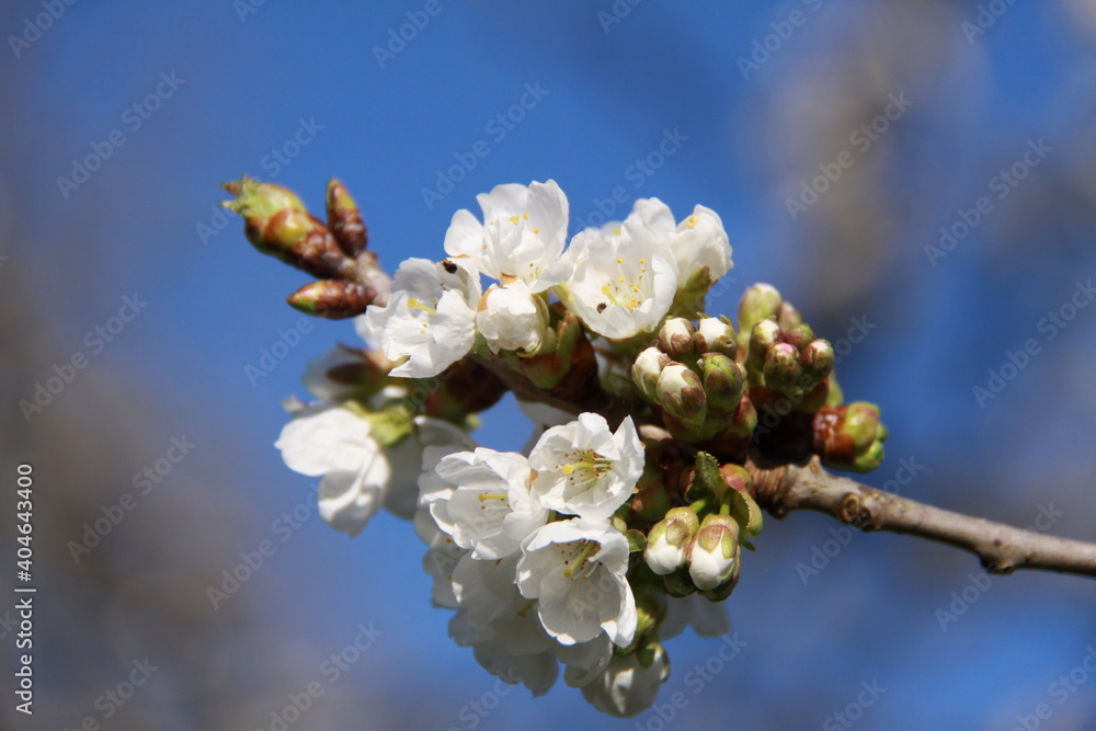 Cerisier en fleurs Cerisier en fleurs