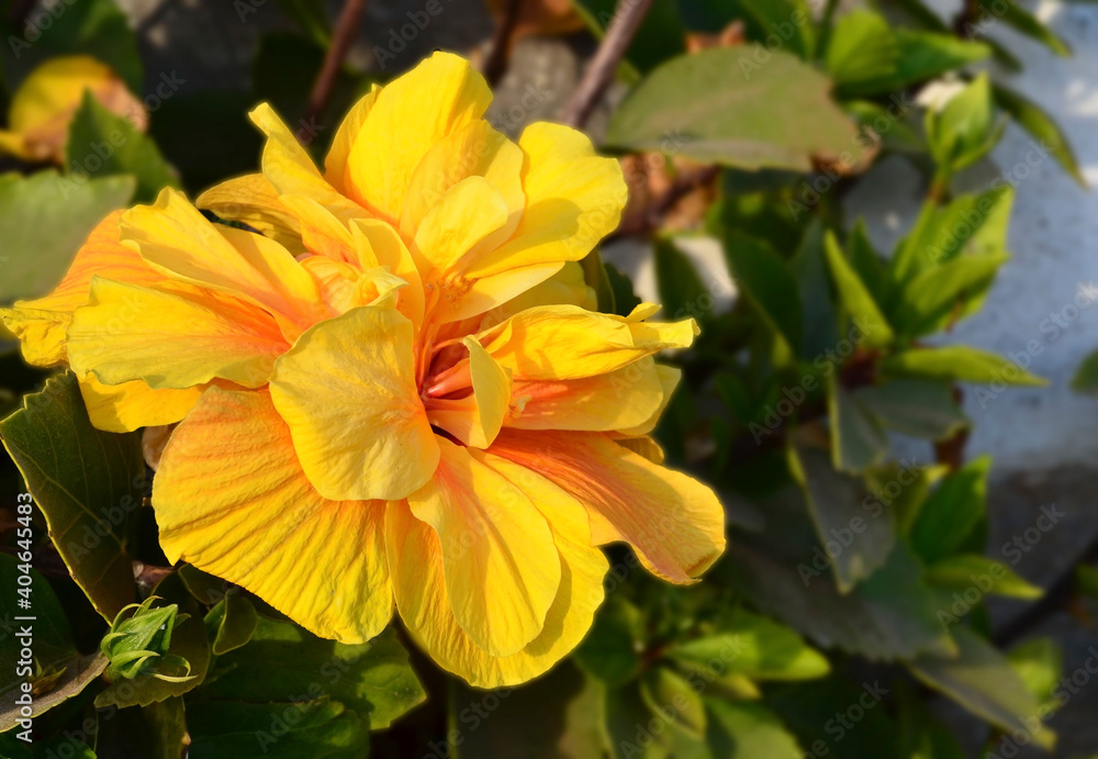 Fototapeta premium Yellow Hibiscus flower (China rose, Gudhal,Chaba, Shoe flower) in a tropical garden of Tenerife,Canary Islands,Spain.Floral background.