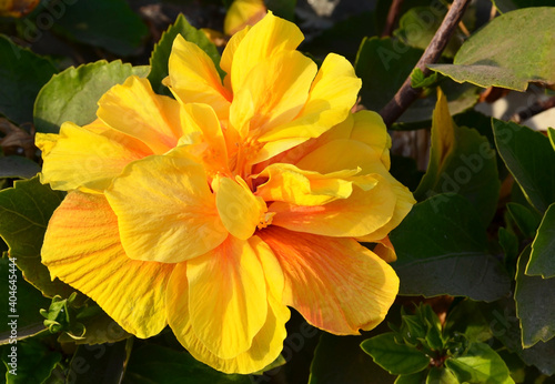 Yellow Hibiscus flower  China rose  Gudhal Chaba  Shoe flower  in a tropical garden of Tenerife Canary Islands Spain.Floral background. 