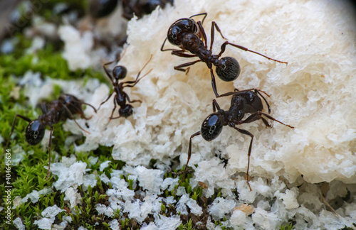 ants eat bread macro