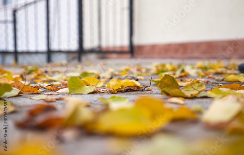 autumn leaves on the ground macro