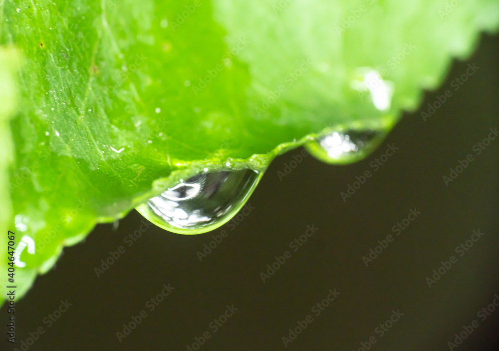 macro green leaf rain drop macro green leaf rain drop