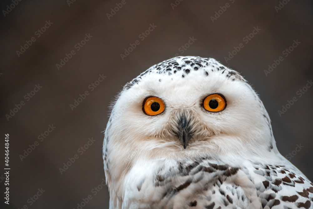Obraz premium a great white arctic owl