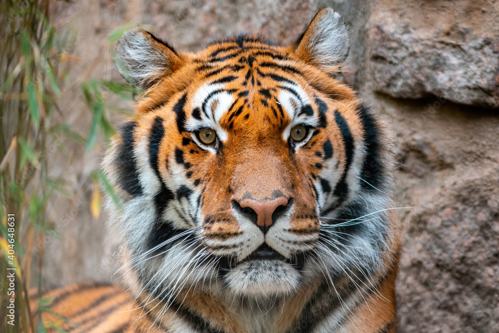 Fototapeta premium a portrait of a pretty tiger