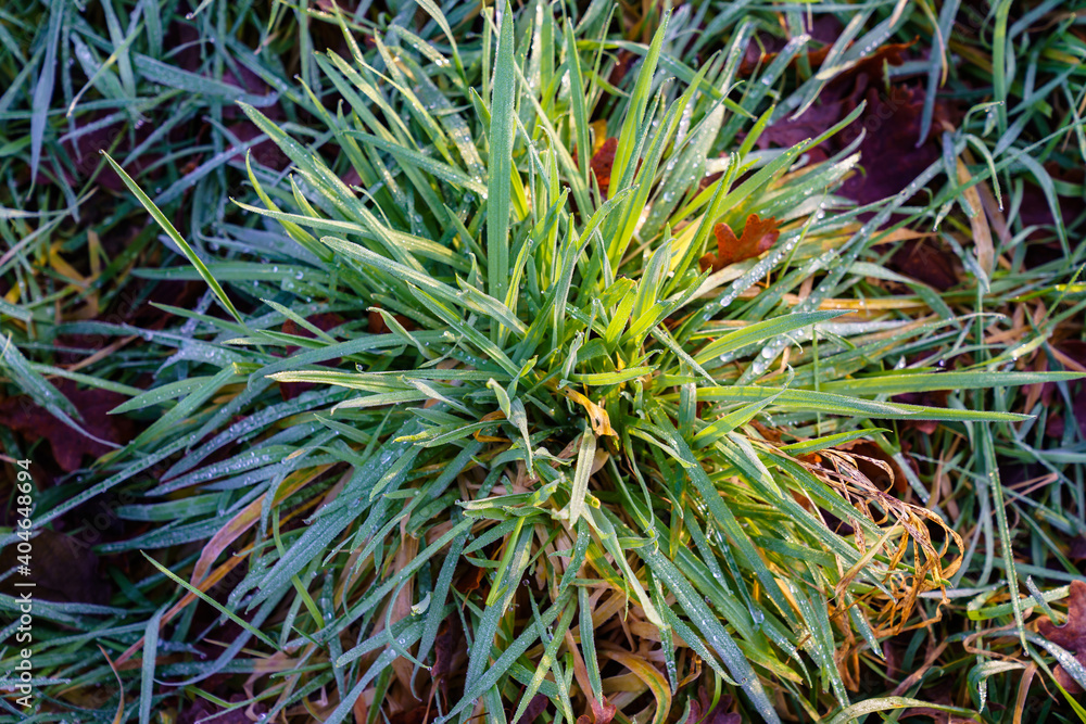 Beautiful tillandsia with water drops Beautiful tillandsia with water drops