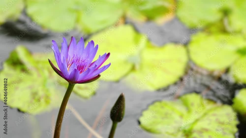 Purple flower close-up with koi fish pond and lily pads Purple flower close-up with koi fish pond and lily pads