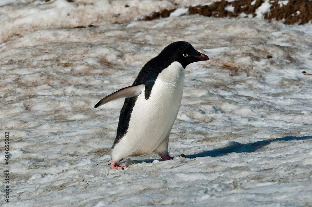 Naklejka premium pingwin