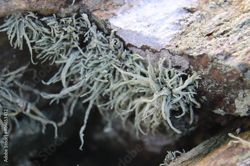 green lichen on rock 