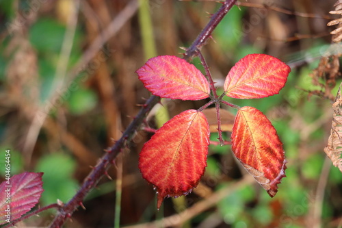 red leafed plant 
