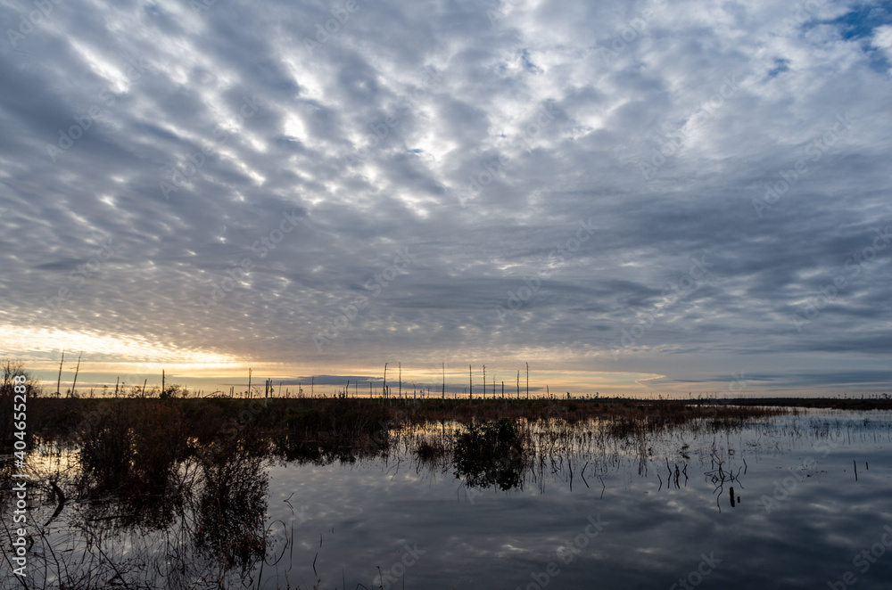 Mackerel Sky over Swamp
