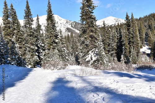 snow covered trees in the mountains