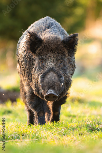 Wild boar, sus scrofa, male approaching on grass in springtime. Brown mammal with long white teeth and dark fur looking to the camera on grassland from front view in vertical composition.