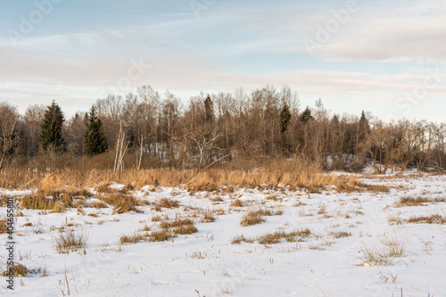 Swamp with dry grass, reeds and many birches and conifers in wintertime. Winter landscape with strange trees