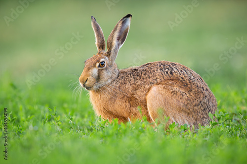 Brown hare, lepus europaeus, resting in clover in springtime nature. Wild bunny sitting in grass in spring. Mammal with long ears observing on green glade.