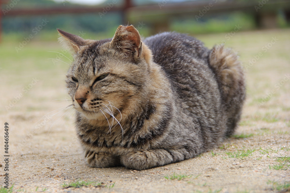 Φωτογραφία 砂地の上で休憩する、左耳の先が少し欠けた野良猫