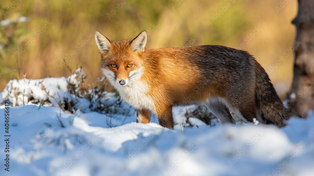Fototapeta premium Red fox, vulpes vulpes, watching on white pasture in winter nature. Orange predator looking to the camera on snow. Furry animal staring on glade in wintertime.