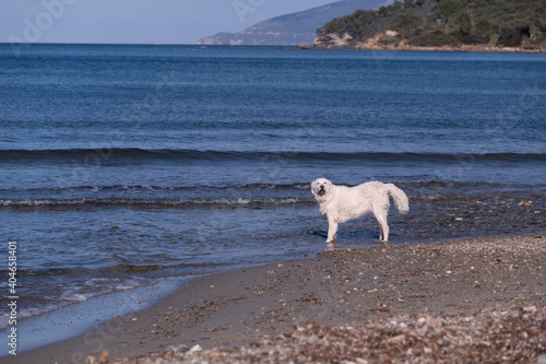 Big white Kuvasz dog barking at the waves 