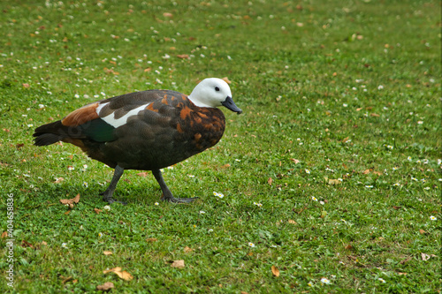 A Female Paradise Shelduck at Botanic Gardens Christchurch photo