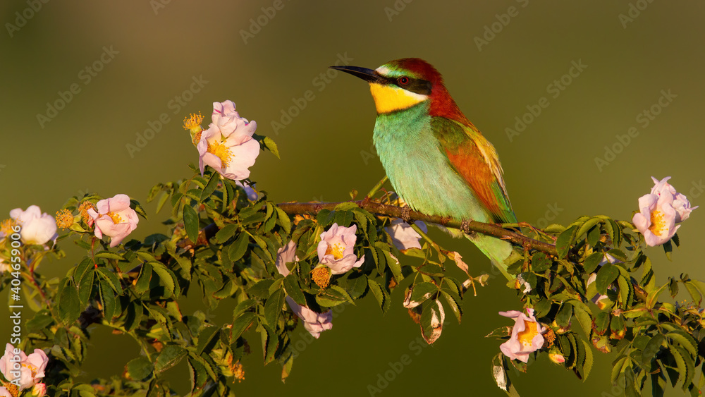 european bee-eater, merops apiaster, resting on blooming rosehip in summer. Bird with colorful feathers sitting on vivid branch. Animal with long beak looking from fresh bush. european bee-eater, merops apiaster, resting on blooming rosehip in summer. Bird with colorful feathers sitting on vivid branch. Animal with long beak looking from fresh bush.