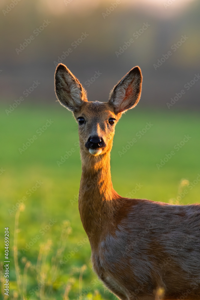 Roe deer, capreolus capreolus, standing on glade in sunlight in from close-up. Female mammal looking to the camera on green field. Brown animal observing on meadow in vertical composition.