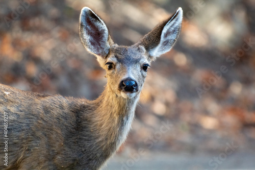 A female mule deer at Alum Rock Park © Robert