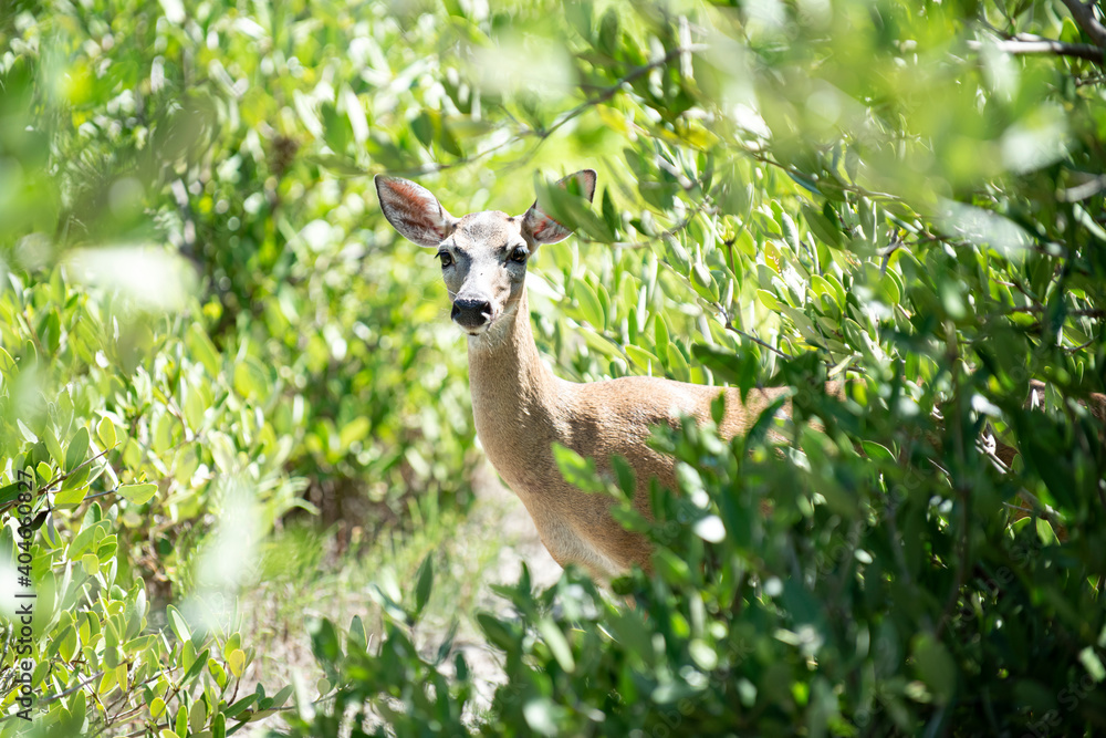 Nature animals concept. White-tailed roe, fawn. Young capreolus. Beautiful wildlife buck. Nature animals concept. White-tailed roe, fawn. Young capreolus. Beautiful wildlife buck.
