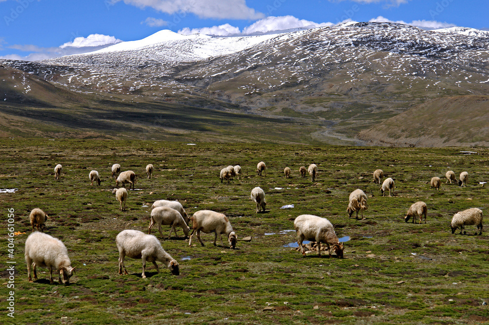 Ovelhas pastando no Parque Nacional Qomolangma. Tingri. Tibete. China. Asia